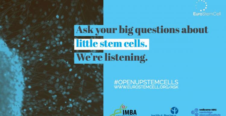 Stem Cells image Stem Cells image