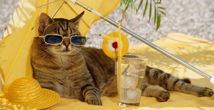 image of a cat sunbathing on sand, with sunglasses and a cool drink image of a cat sunbathing on sand, with sunglasses and a cool drink