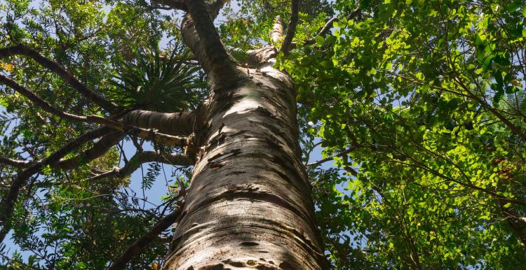 Image of tree