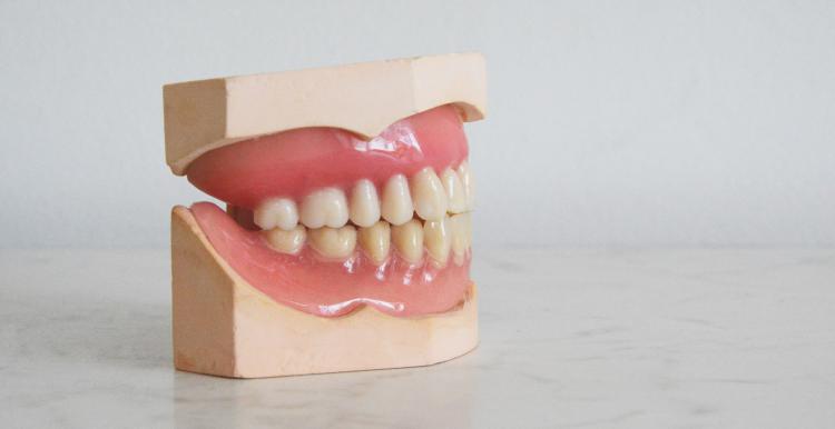 Model of teeth Model of teeth