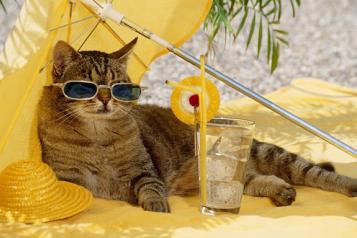 image of a cat sunbathing on sand, with sunglasses and a cool drink