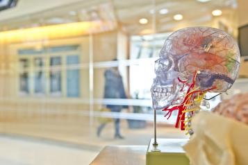 sculpture of a head in teaching hospital