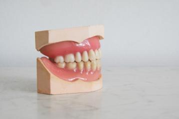 Model of teeth